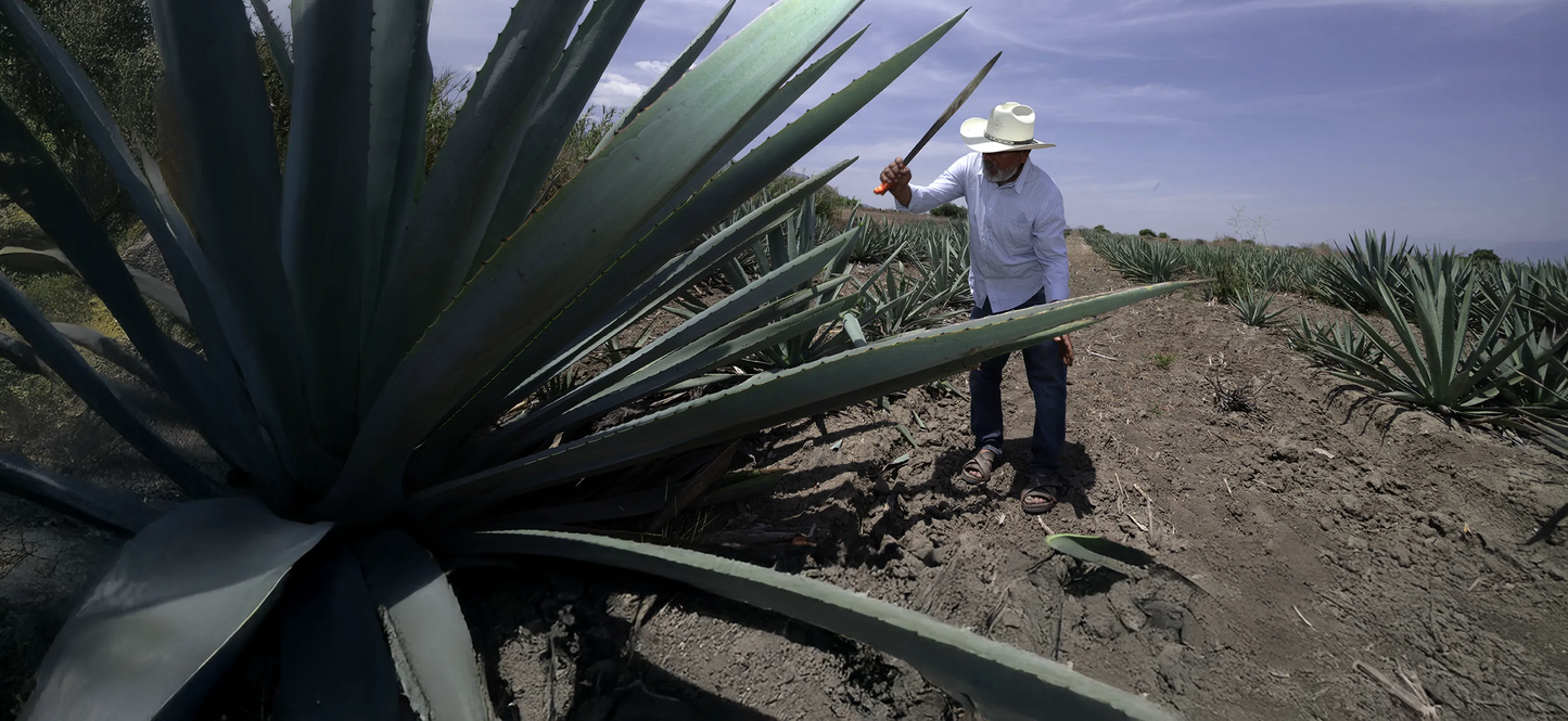 Tradición mezcalera de Oaxaca: el legado de cuatro generaciones de maestros mezcaleros
